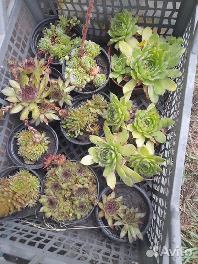 Молодило каменная роза, живучка