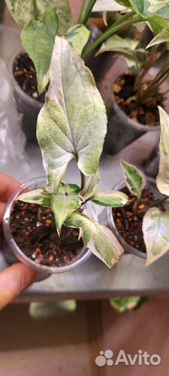 Сингониум Старлайт