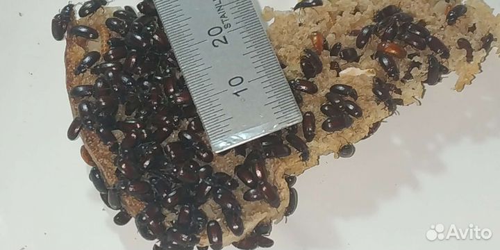 Жук знахарь