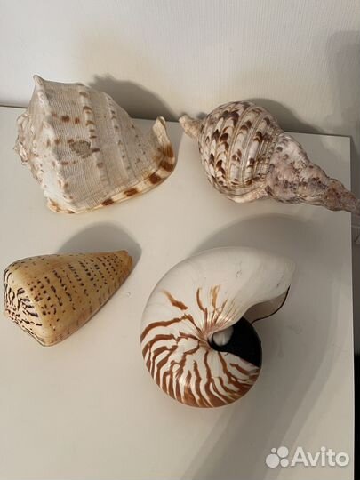 Ракушка Кассис, Харония и др