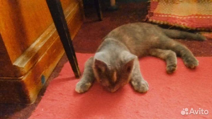 Котёнок бесплатно