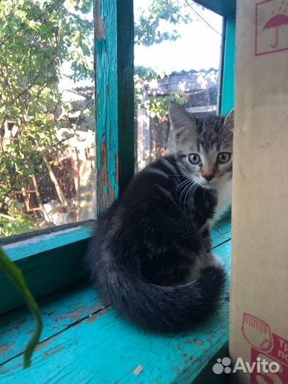Котенок в добрые руки