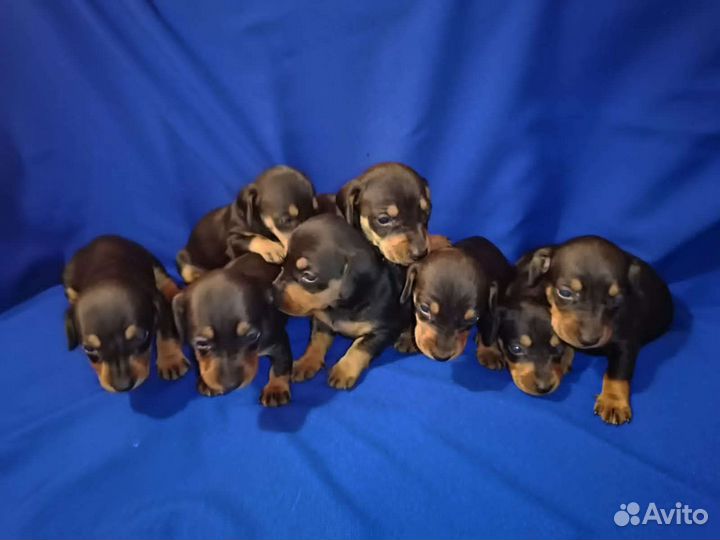 Щенки таксы