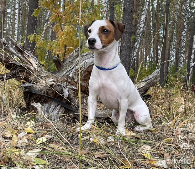 Отель для собак Собачья Дача