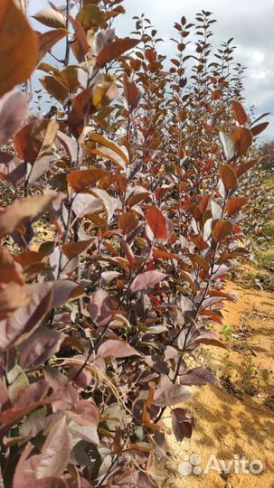 Подвой яблони 54-118