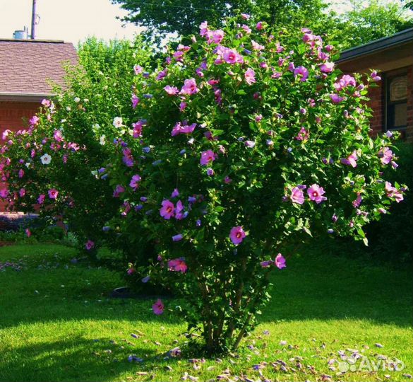 Гибискус сирийский