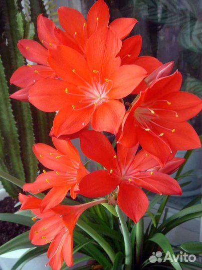 Хлорофитум, Гибискус, цветы Валлота