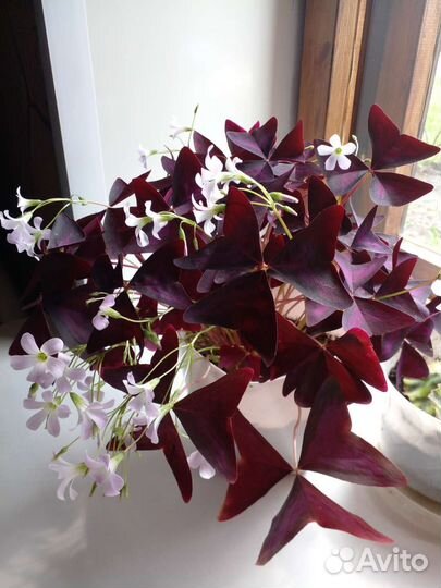 Кислица оксалис