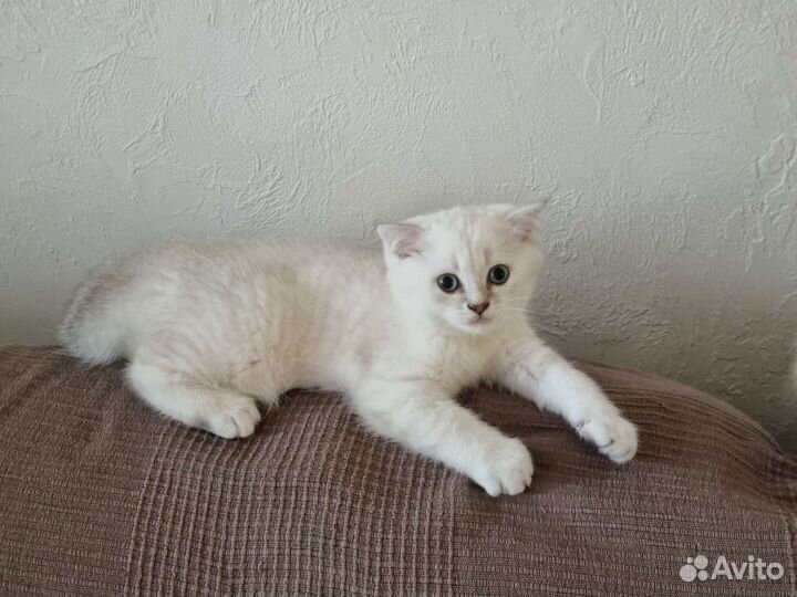 Шотландский прямоухий котенок