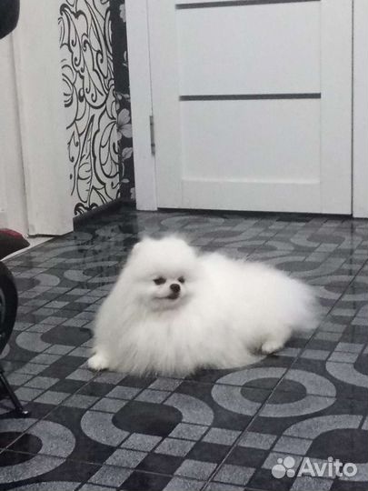 Шпиц померанский вязка