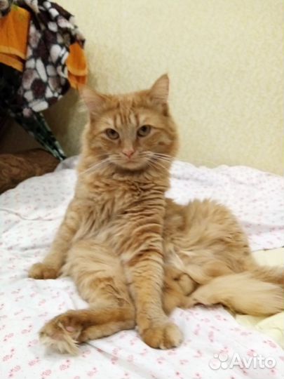 Кошки в дар