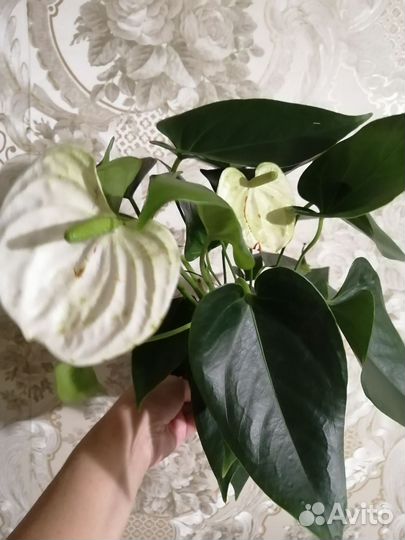 Антуриум Ванилла