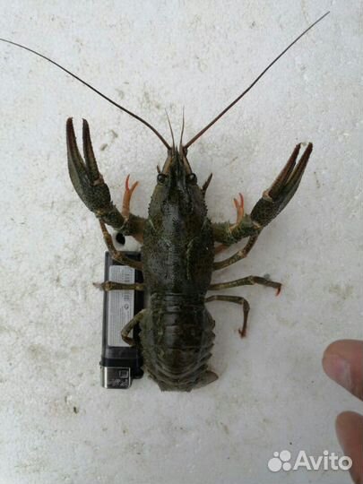 Живые раки р.Сал