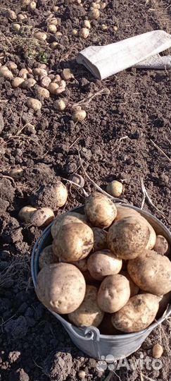 Картофель крупный