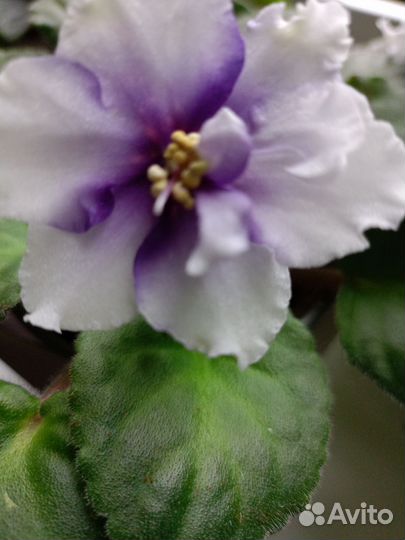 Сортовые фиалки