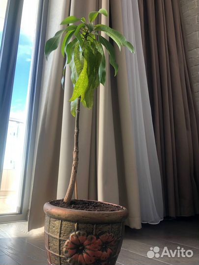 Манго королевский