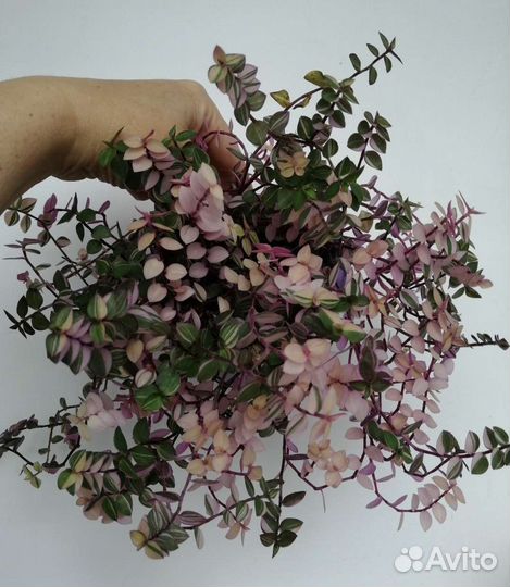 Каллизия (6 видов), гибасис (2 вида)