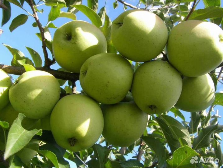 Саженцы яблони Семеренко