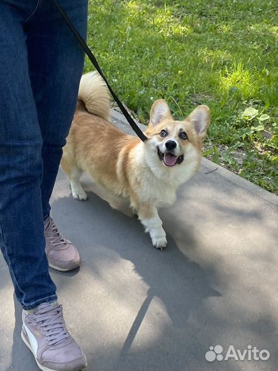 Кинолог, дрессировка