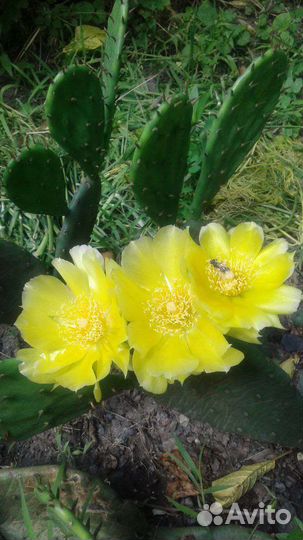 Пахиподиум, Опунция Суккуленты