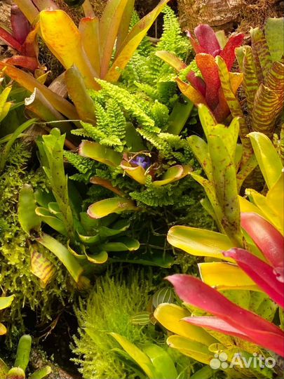 Оформление террариума на заказ живыми растениями