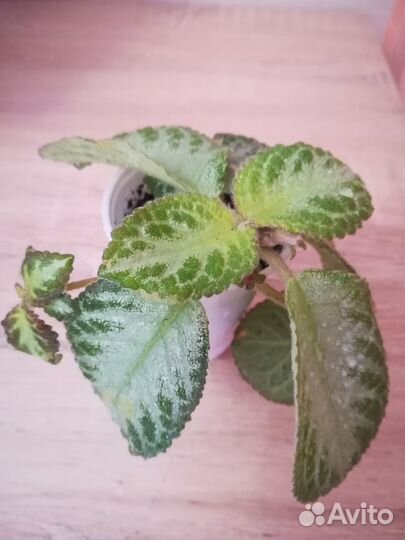 Фикус Бенджамина «Наташа»