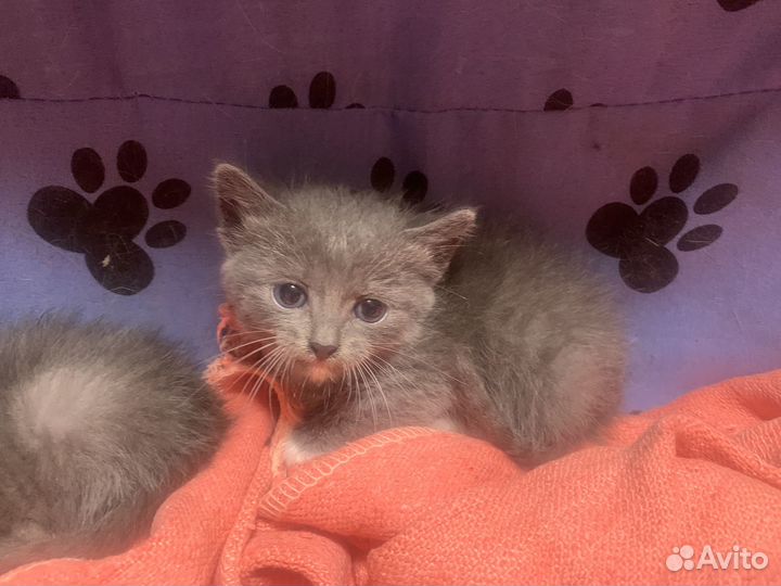 Отдам в добрые руки котят