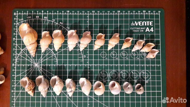 Набор ракушек для поделок