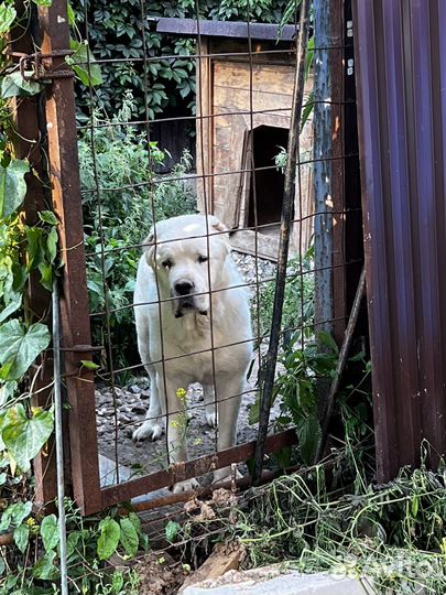 Алабай в добрые руки