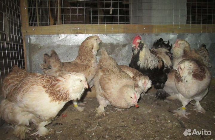 Инкубационное яйцо породной птицы