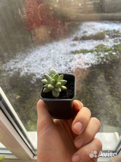 Суккулент Пахиверия