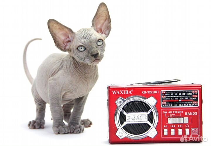 Чудесный расчудесный малыш Гари канадский сфинкс