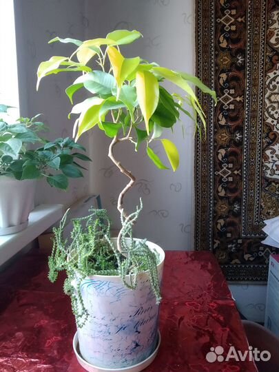 Фикус ствол-спираль