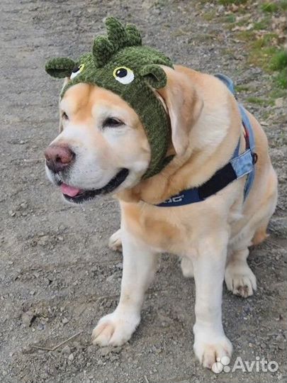 Шапки для собак больших пород лабрадоров