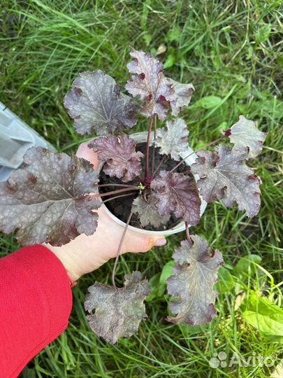 Гейхера сортовая