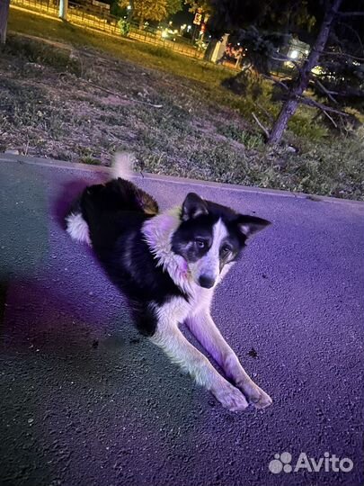 Собака в добрые руки