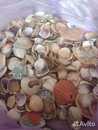 Камни и ракушки для декора и аквариума, поделок
