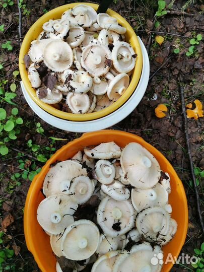 Грибы грузди свежие