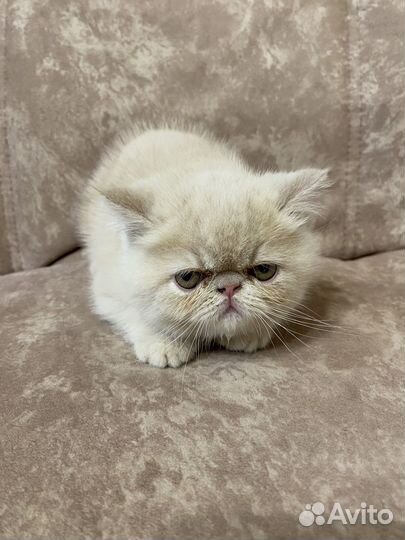 Экзотическая