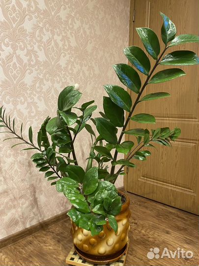 Замиокулькас