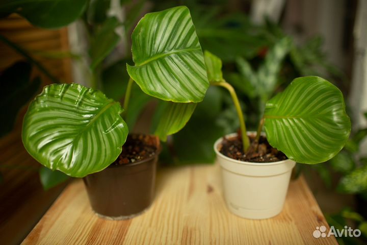 Орбифолия, папоротники, кротоны и пр