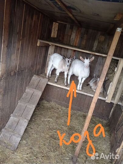 Козочка и козлики