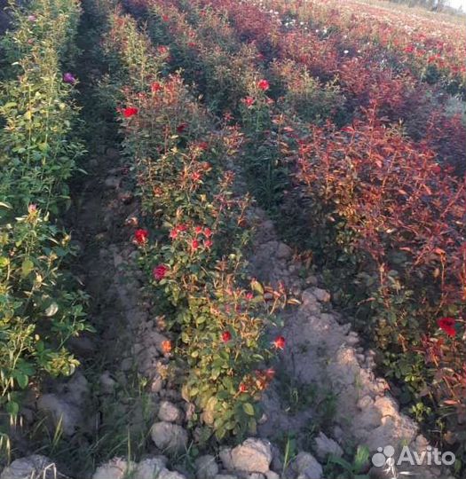 Саженцы с плодопитомника