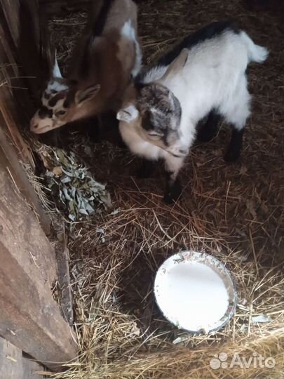 Козы молодые