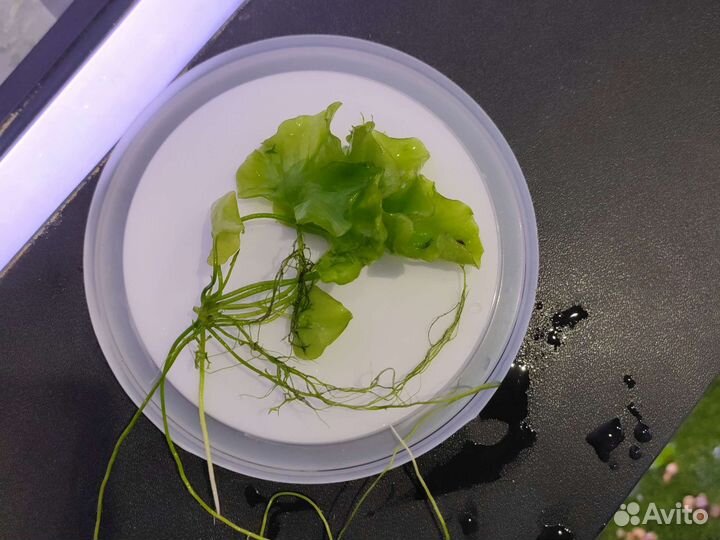 Растения рыбки