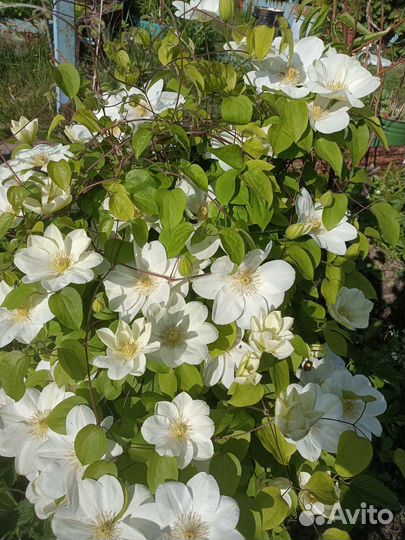 Саженцы клематиса
