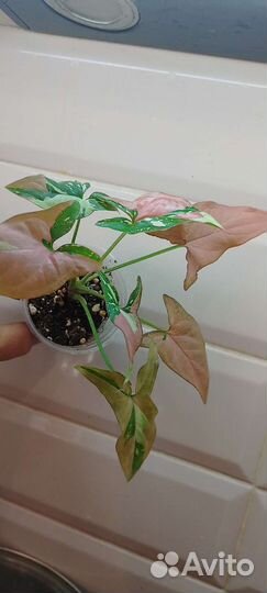 Сингониум Ред Спот триколор