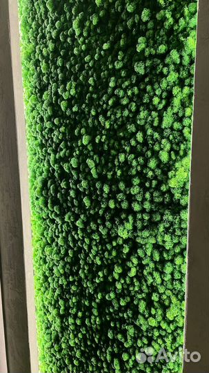 Мох стабилизированный оптом и в розницу