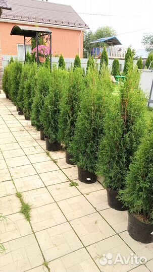Туя Смарагд 100 - 120 см