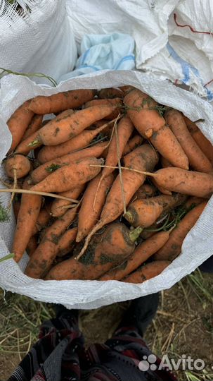 Морковь оптом
